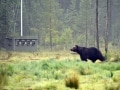 フィンランドの森で寝泊まりしながら野生動物ウォッチ