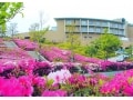 GWにおすすめ！湘南国際村の10万本のツツジと子安の里