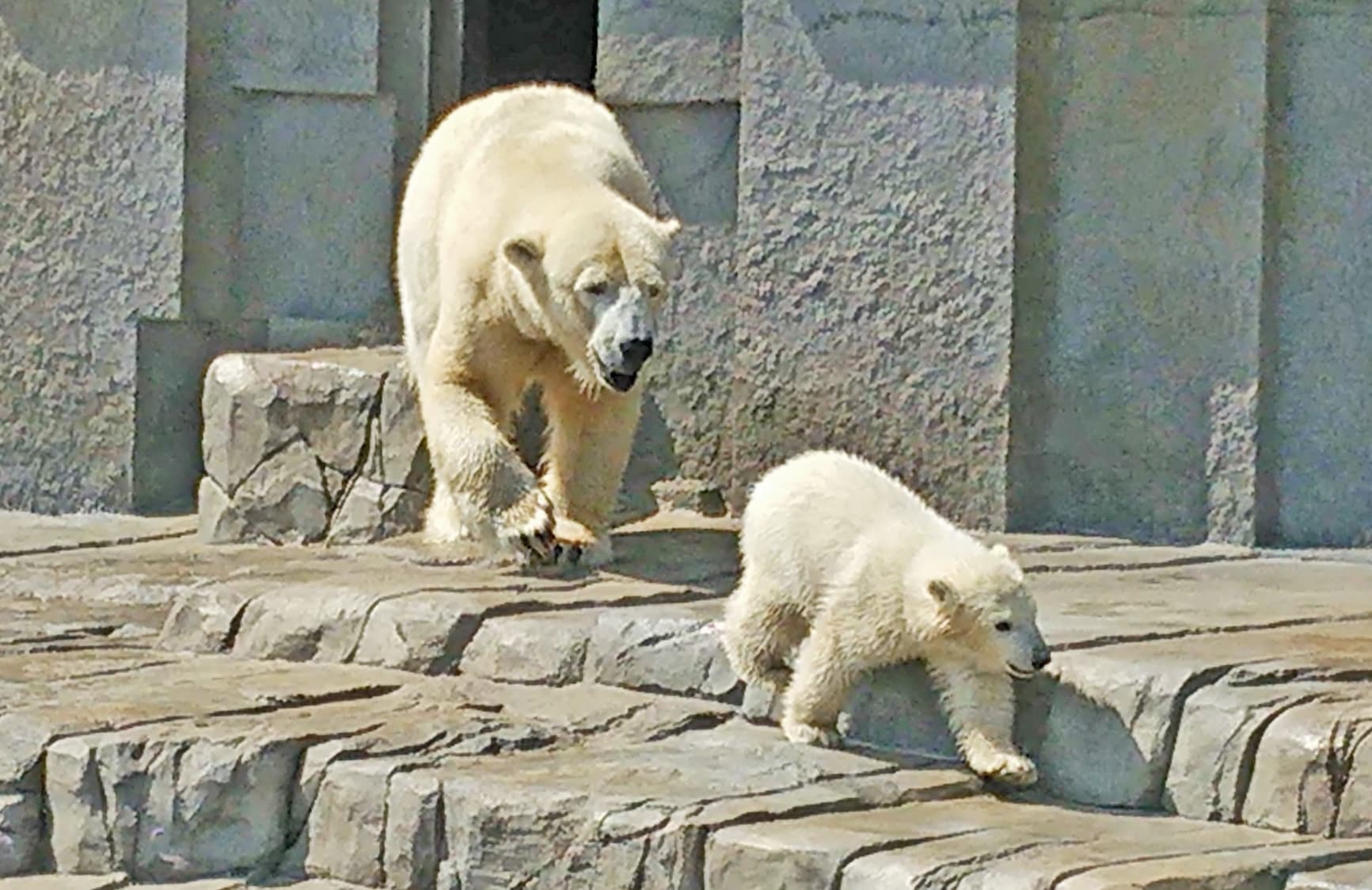 2/3 札幌の超人気アイドル！円山動物園のシロクマ赤ちゃん [札幌の観光