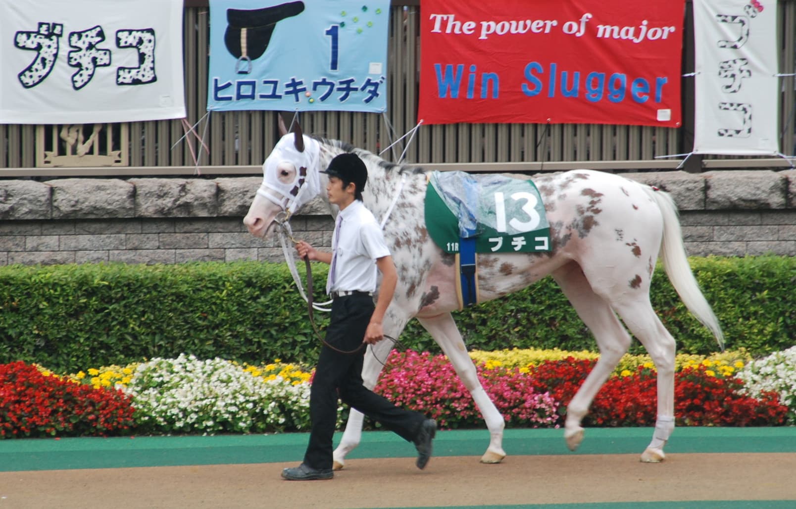 一度見たら忘れられない、競馬界のカワイイ系代表 [競馬] All About