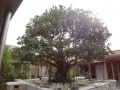 空の森クリニック訪問記（沖縄）