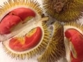ボルネオ原産の果物の王様、ドリアンに挑戦！