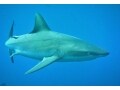 危険な生き物？ サメの本当の姿を知ろう