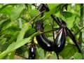 ナスの栽培方法を解説！スケジュールや剪定、プランター栽培のコツも