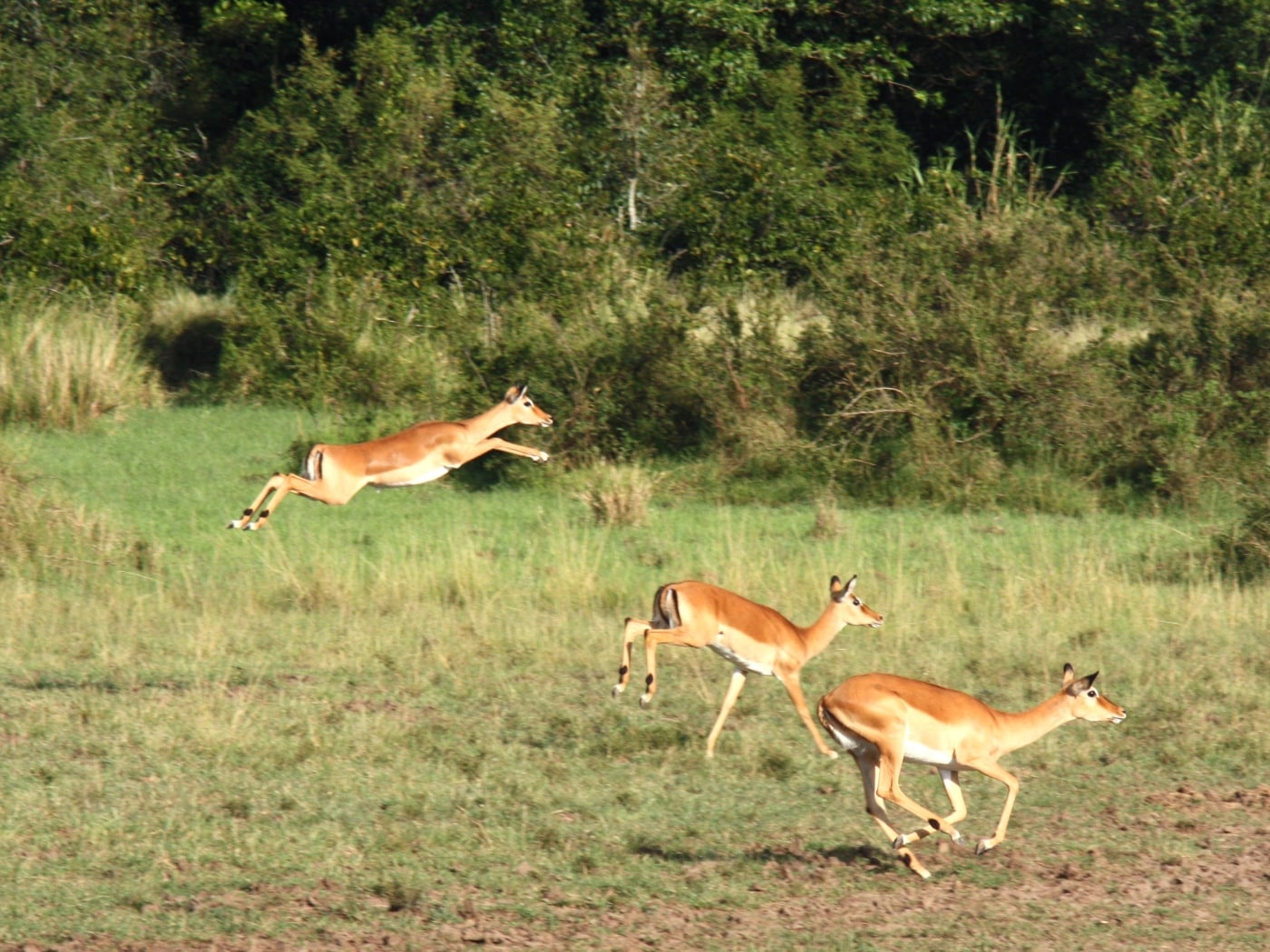 2/2 ケニア旅行サファリ中のお土産購入スポット [ケニア] All About