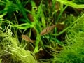 夏は熱帯魚にとって過酷？夏の熱帯魚の水槽・水温管理