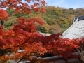 秋の鎌倉観光！紅葉も絶景も楽しめる一日モデルコース