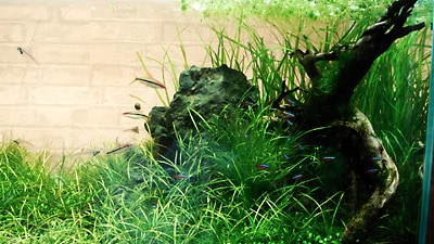 我が家の自慢のアクアリウム#14 [熱帯魚] All About