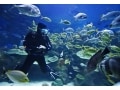 メキシコの輝く海へ！ダイビングおすすめツアー