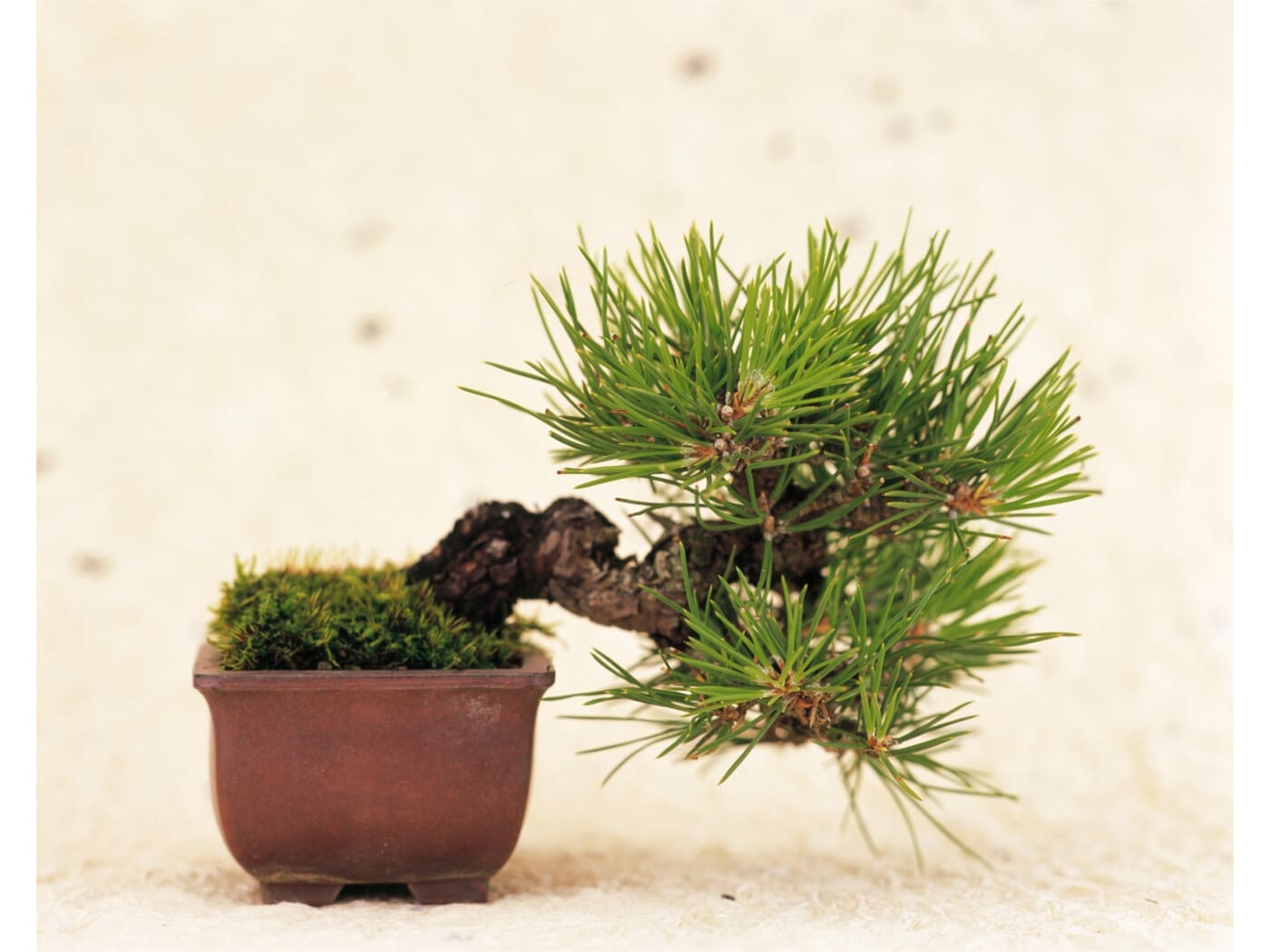 赤松・黒松盆栽のお手入れで秋に欠かせない大切な作業 [盆栽] All About