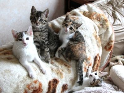 レノックス猫 ( 見つめ合う猫 )