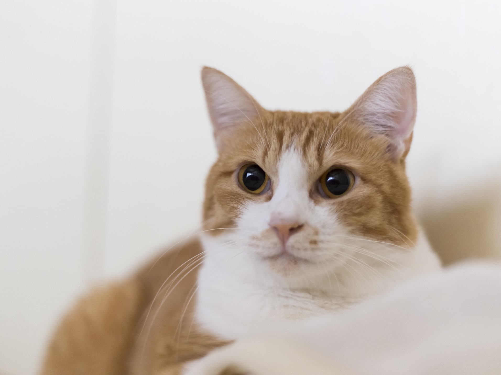 ル*猫様 おまとめ2脚 猫が立つ理由って？猫が二本足で立ち上がる瞬間とは [猫] All About