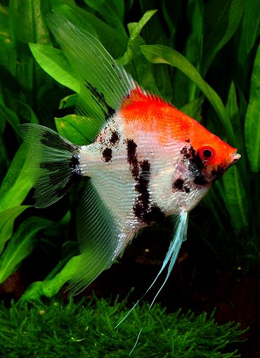 ファイル名001 Htm エンゼルフィッシュ 熱帯魚 All About