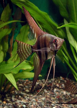 ファイル名lace Veiltail Htm エンゼルフィッシュ 熱帯魚 All About ファイル名lace Veiltail Htm エンゼルフィッシュ 熱帯魚 All About