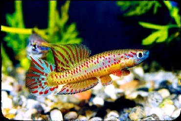 ファイル名09 aphyosemion loennbergi kribi htm アフィオセミオンの仲間 熱帯魚 all about