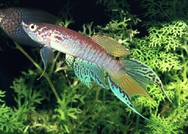 ファイル名09 aphyosemion sjostedti htm アフィオセミオンの仲間 熱帯魚 all about