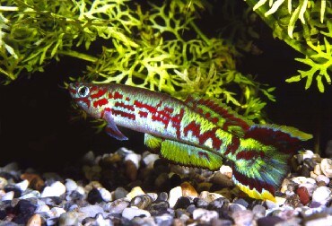 ファイル名09 aphyosemion spoorenbergi htm アフィオセミオンの仲間 熱帯魚 all about