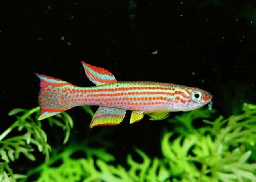 ファイル名09 aphyosemion striatum htm アフィオセミオンの仲間 熱帯魚 all about