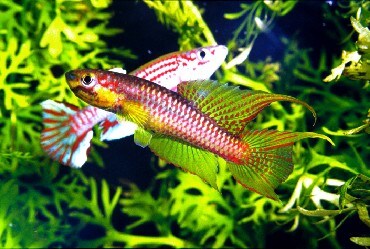 オールアバウト