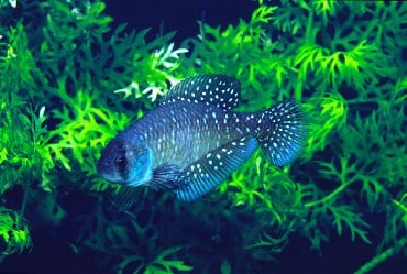 ファイル名09 sa austrolebias nigripinnis mashwitz htm 南米産年魚 熱帯魚 all about