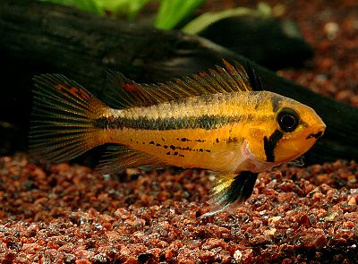 アピストグラマ・カカトゥオイデス Apistogramma cacatuoides