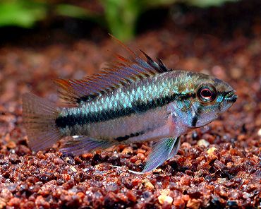 ファイル名ap Trifasciata Htm 南米産小型シクリッド 熱帯魚 All About ファイル名ap Trifasciata Htm 南米産小型シクリッド 熱帯魚 All About