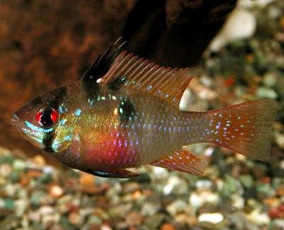 ミクロゲオファーガス・ラミレジー Mikrogeophagus ramirezi