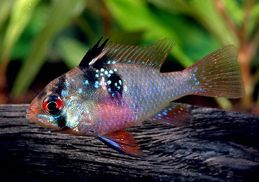 ミクロゲオファーガス・ラミレジー Mikrogeophagus ramirezi