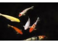 コイ科の仲間たちを紹介……飼いやすく美しい種類が多い！