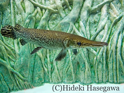 アリゲーターガー [熱帯魚] All About