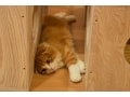 猫派増加で増える？ペットの為のマンションリフォーム