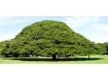 富豪・本多静六が伝える投資の始めどきとは？