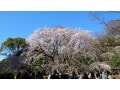 【東京のお花見スポット】「六義園」のしだれ桜！ ライトアップされた夜桜も幻想的で美しい