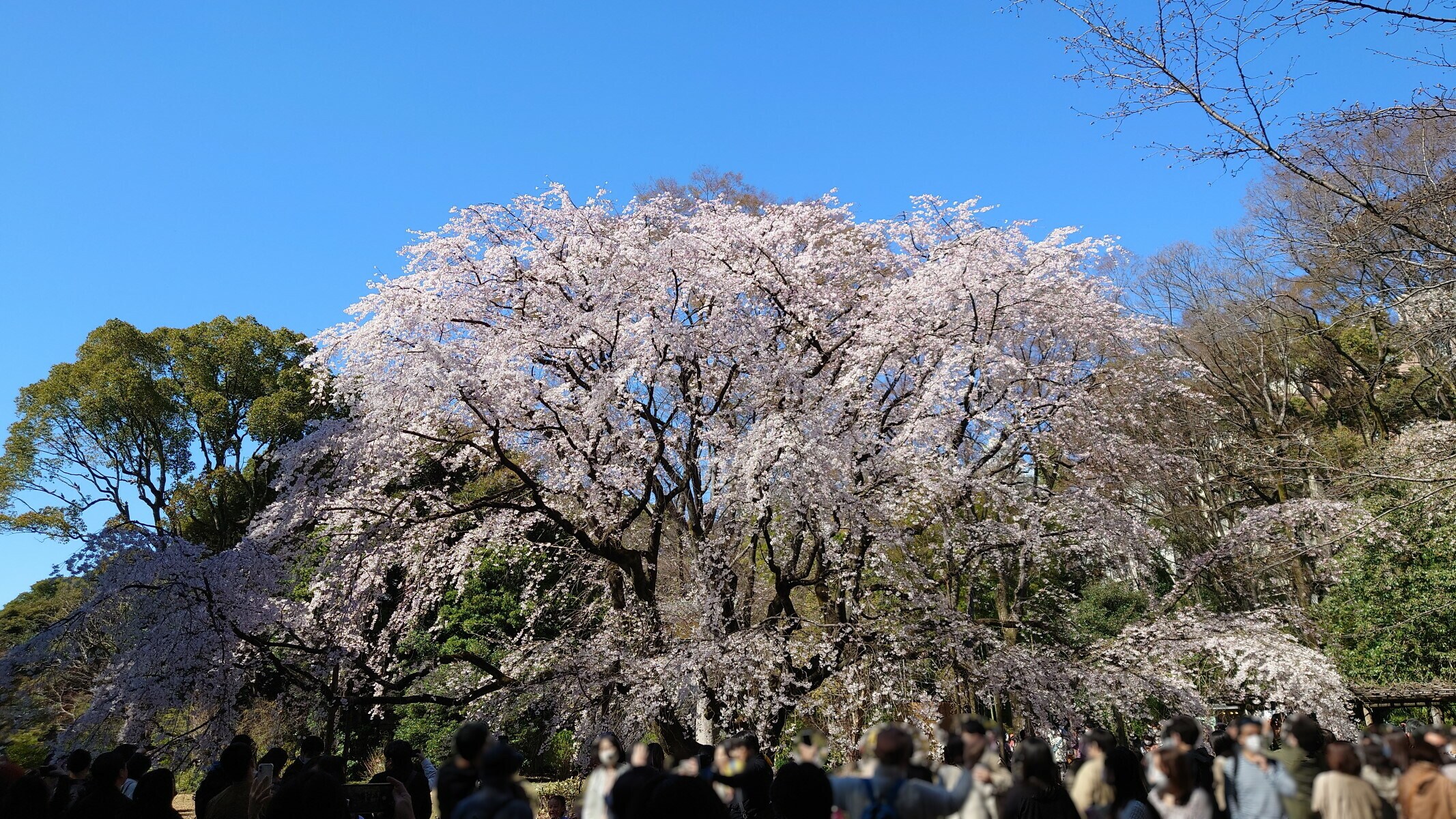 しだれ桜(六義園)水彩画 木製フレーム付き