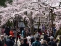 京都・醍醐寺の桜　秀吉が愛した桜の名所を歩く