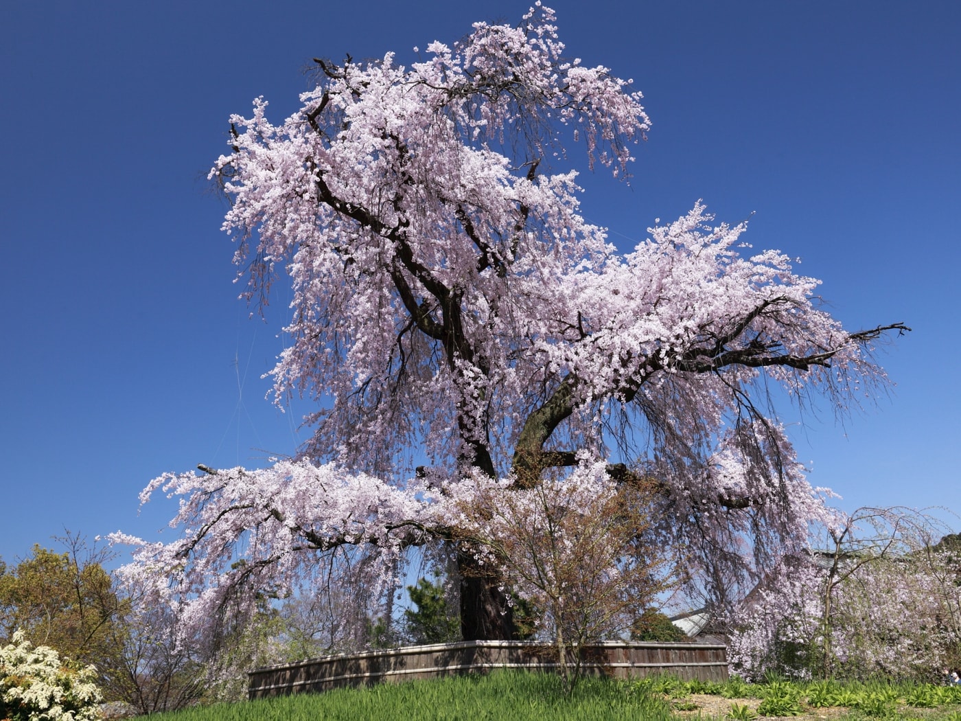 舞妓円山花見夜桜図】小松華影 711 円山公園垂れ桜 京都 掛け軸