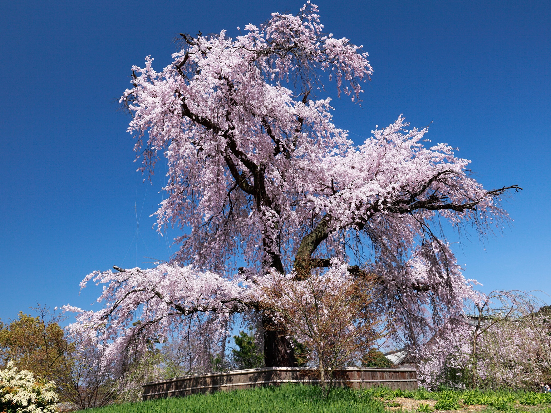 【舞妓円山花見夜桜図】小松華影 711 円山公園垂れ桜　京都　掛け軸　肉筆 舞妓円山花見夜桜図】小松華影 711 円山公園垂れ桜京都掛け軸肉筆