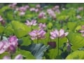 12万株の花蓮が咲き乱れる！埼玉「古代蓮の里」