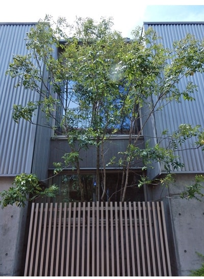 坪庭