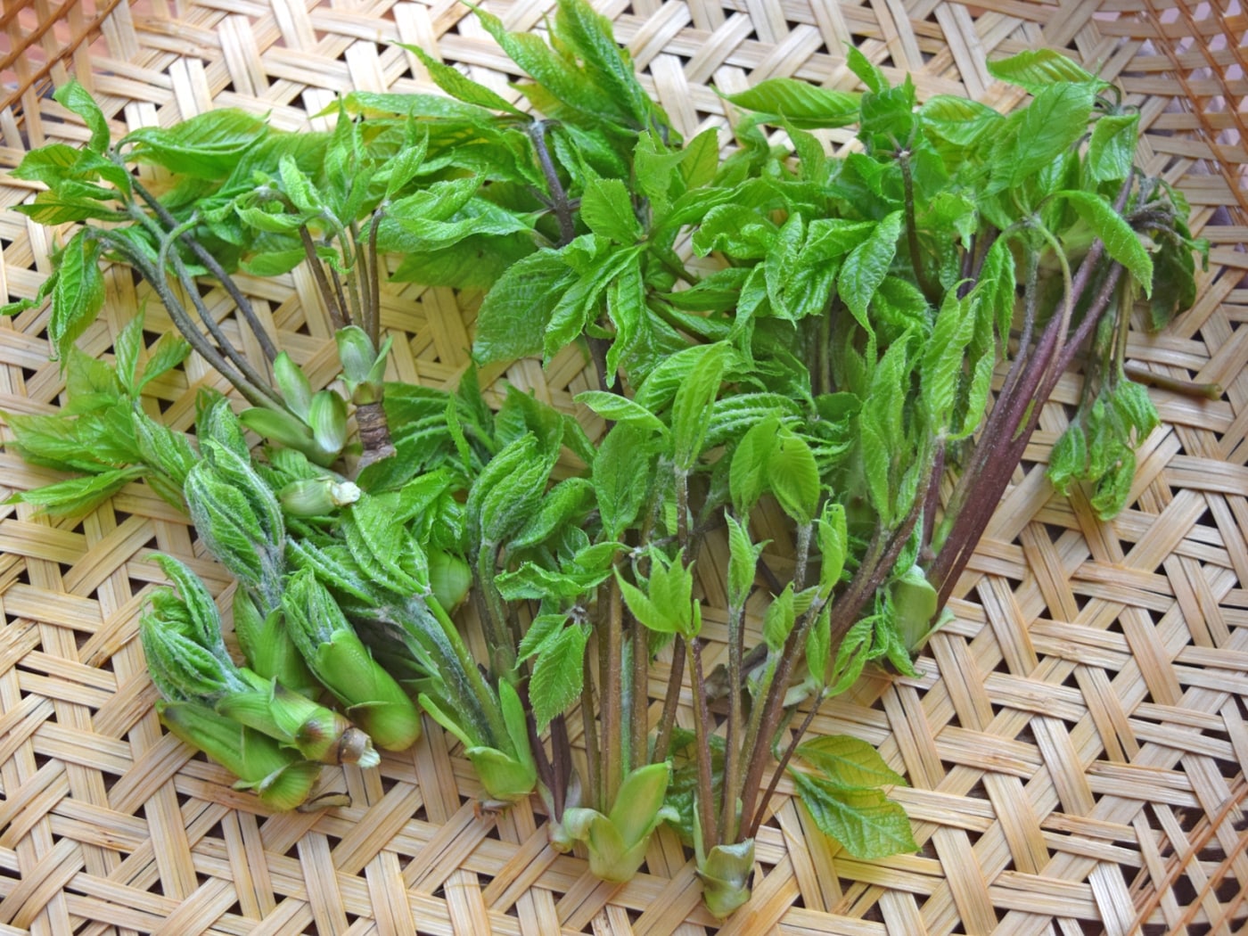 コシアブラ 食べ 方