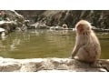 長野・地獄谷野猿公苑　温泉につかるお猿さんを見に！