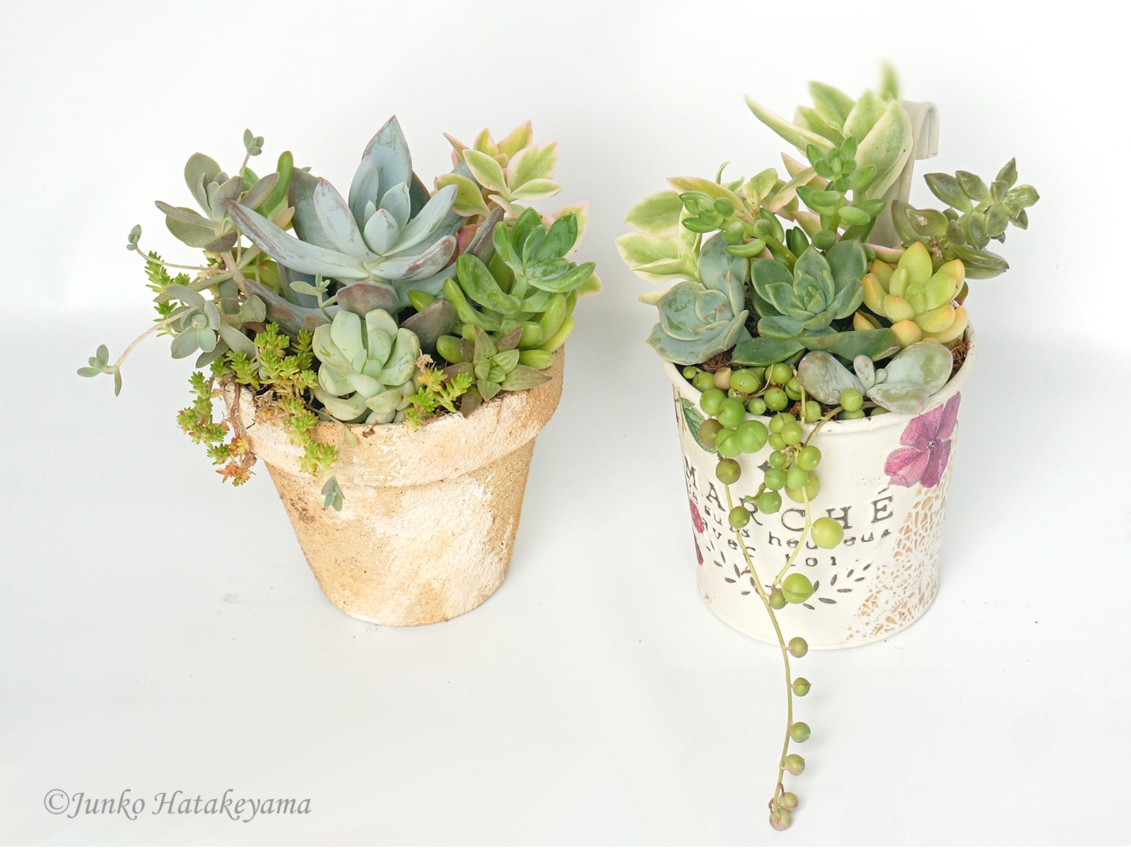 多肉植物の寄せ植えをおしゃれに！やり方や材料・管理方法も解説