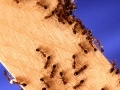 【ヒアリ画像も】ヒアリに刺されたときの症状・対策法