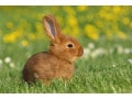 うさぎの鳴き声はどんな声？声帯を持たないうさぎの感情表現