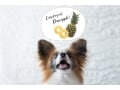 犬にパイナップルを与える健康へのメリットと注意点