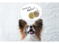 犬にメロンを与えるときの注意点と健康へのメリット