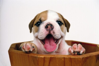 犬にキウイを与えると健康に期待できることと注意点 [犬] All About