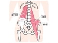 腸腰筋トレーニングでやせる！ダイエット効果もある腸腰筋の鍛え方