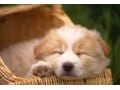 犬の寝床にベッドは必要？メリットやベッドの種類、選び方