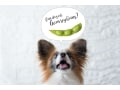 犬に枝豆を与えて大丈夫か？注意点と健康へのメリット